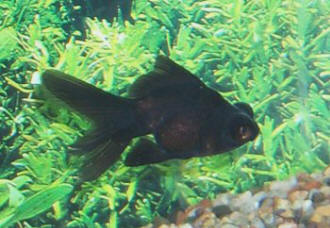 Black Moor Goldfish