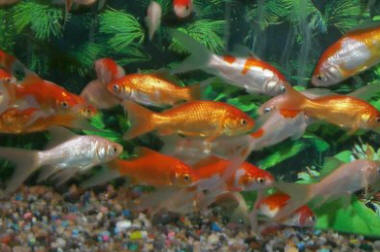 Common Goldfish