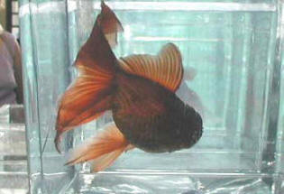 chocolate oranda