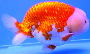 Ranchu Goldfiah