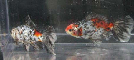 Bristol shubunkins, winners of breeders' pairs class