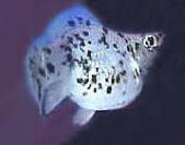 A Pregnant Female Dalmation Molly.