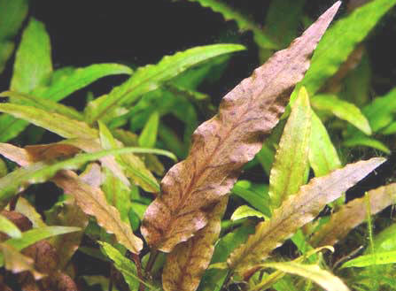 Cryptocoryne_undulata_1.jpg (26kb)