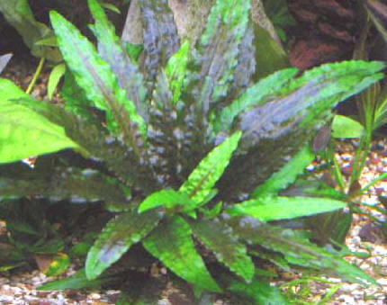 Cryptocoryne_wendtii_2.jpg (29kb)